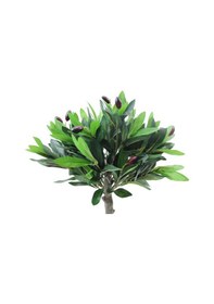 Resim Yapay Bodur Zeytin Ağacı-2397 