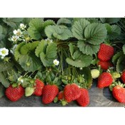 Resim 1000 Adet Çilek Fidesi Yediveren Albion 12 Ay Dikim 