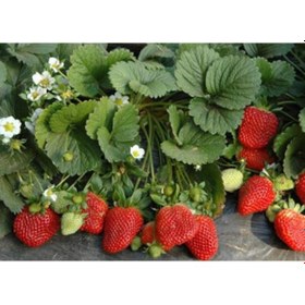 Resim 1000 Adet Çilek Fidesi Yediveren Albion 12 Ay Dikim 