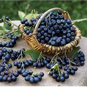 Resim Tüplü Her Bölgeye Uygun 3 Adet Siyah Aronya Fidanı 20-40 Cm 