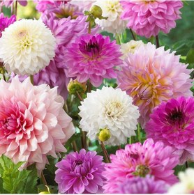 Resim Mixed Dahlia Yıldız Çiçeği Soğanı Yumrusu 5 Adet 