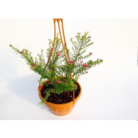 Resim Cennet Çiçeği Askılı Saksıda 3 Adet 