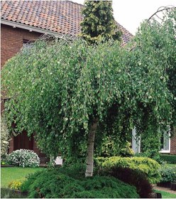 Resim Huş Ağacı Betula Pendula 2 Adet 