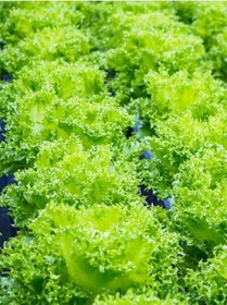 Resim +20 Adet Yazlık Kıvırcık Marul Tohumu 