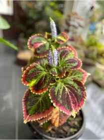 Resim Kolyos Yaprak Güzeli Çiçeği 1 Adet 10-20 Cm Saksılı 