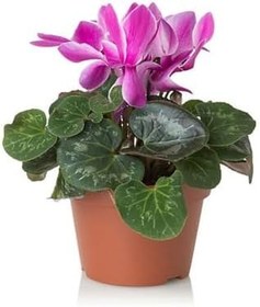 Resim Videolu Parlak Yapraklı Sıklamen Çiçeği (20 35 Cm)3 Adet Hediyelik Canlı Çiçek Cyclamen 
