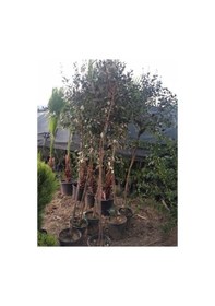 Resim 7 yaş meyve veren Saksıda Feijoa (kaymak Ağacı) Fidanı 200 +Cm Boy 