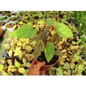 Resim ÇİLLİ BEGONYA ÇİÇEĞİ 