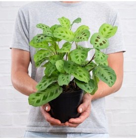 Resim Dua Çiçeği (Maranta Kerchoveana) 20 cm 