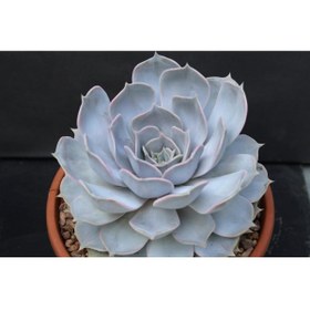 Resim Bitkim Sende Echeveria Lilacina Var Sukulent Bitki 