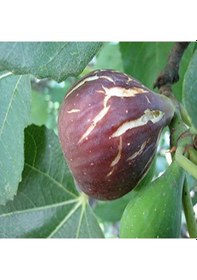 Resim 2 Yaş Kavak Incir Fidanı 