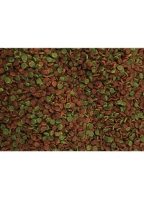 Resim Amore Malawi Mix Chips 1000ML + Lotus Cichlid Colour Chips 1000ML Kutu Renklendirme Balık Yemi 