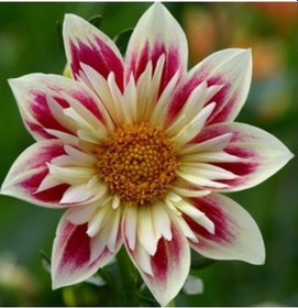 Resim Soft Beyaz-mor Renkli Yıldız Çiçeği Soğanı2 Adet 