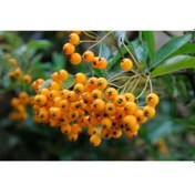 Resim Bonsaı Ateş Dikeni Pyracantha Coccinea 2 Adet 