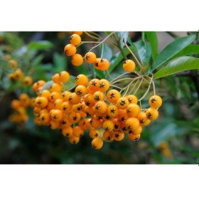 Resim Bonsaı Ateş Dikeni Pyracantha Coccinea 2 Adet 