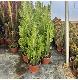 Resim Bol Dallı Büyük Boy Euphorbia Trigona Green - Afrika Yeşil Süt Ağacı Kaktüsü 