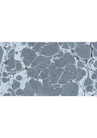 Resim Karin Ebru Boyası Ezilmiş 808 Gümüş 105cc 