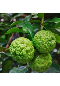 Resim Nadir Bulunan 3 Yaş Tüplü Kaffir Lime Limon Boy 120-150 Cm 