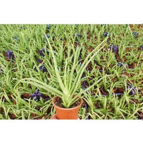 Resim Aloe Vera Bitkisi 10 Adet 