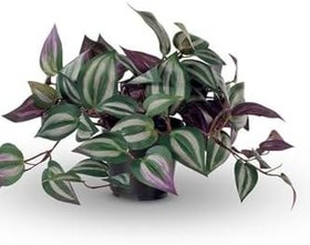 Resim Çok Avantajlı Güzel Yapraklı Alacalı Telgraf Çiçeği 1 Adet Saksılı 20-40Cm Salon Çiçeği 