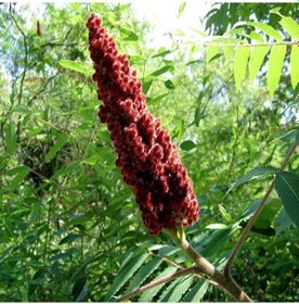 Resim Doğal Baharatlık Sumak Tohumu 20 Tohum 