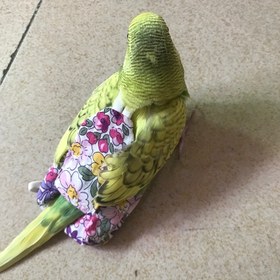 Resim Renkli Çiçek Desenli Yeniden Kullanılabilir Emici Kuş Uçuş Kıyafeti - Küçük ve Orta Boy Papağan Bezi için Yumuşak Kuş Bezi, Güvenli Oturuşlu & Kolay Temizlenebilir Evcil Kuş Giysisi, Kuş Aksesuarları 