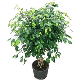 Resim Ficus Benjamina (Örgülü Kauçuk Çiçeği) Ø27 CM Y125-150 CM 