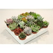 Resim Sukulent Mix - Karışık Sukulent Seti 40 Adet 
