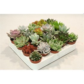 Resim Sukulent Mix - Karışık Sukulent Seti 40 Adet 