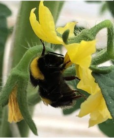 Resim Avrasya Arıcılık Bombus Arısı 