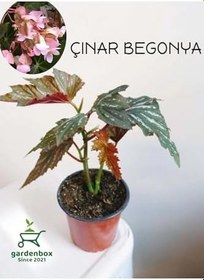 Resim Çınar Yapraklı Çilli Begonya Çiçeği 1 Adet Saksılı 20-40Cm 