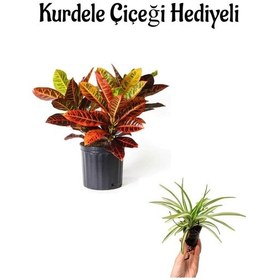 Resim Renkli Yapraklı Kraton Çiçeği Sevgililer Gününe Özel Kurdele Çiçeği Bitki 