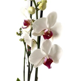 Resim Phalaenopsis 'Castor' (Beyaz Orkide) Ø12 CM 70-80 CM 