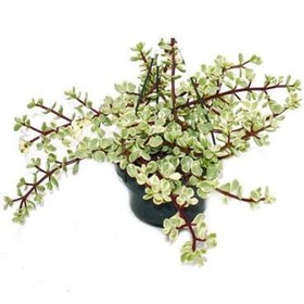 Resim serada decor & plant Portulaca Afra Variegata (alacalı Fil Azığı) Sukulent Bitki 