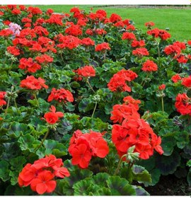 Resim Sardunya Çiçeği Kırmızı Renk 10 Adet 