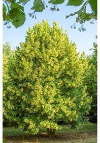 Resim Ihlamur Ağacı Fidanı 10 Adet 50-100 Cm Tilia Tomentosa 2-3 Yaş 
