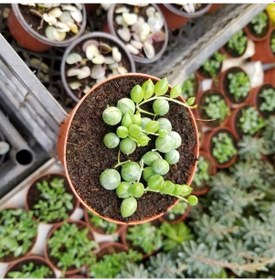 Resim Tesbih-boncuk Çiçeği Sukulent.senekio klenia Rowleyanus 8 Lik 