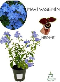 Resim Canlı Mavi Yasemin Çiçeği 1 Adet Saksılı 30-60Cm +Yaprak Güzeli Çiçeği 