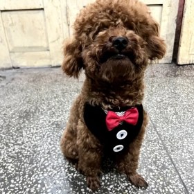 Resim Fochsia Küçük Köpek Göğüs Tasması, M Boy Siyah, Tedi Pomera Köpek Tasması Siyah 