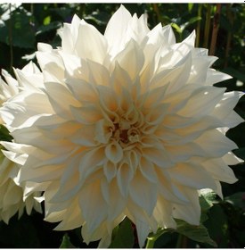 Resim Büyük Çiçekli White Lice Dahlia Yıldız Çiçeği Yumrusu 1 Adet 