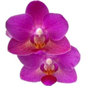 Resim Phalaenopsis 'Babydoll' (Pembe Orkide) Ø12 CM 45-50 CM 
