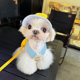Resim 3'lü Set, Evcil Köpek ve Kedi için İlkbahar ve Yaz Göğüs Çekiş İpi Güneş Şapkası, Yavru Köpek Güneş Şapka Göğüs Çekiş Takımı, Küçük Köpekler İçin 