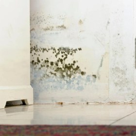 Resim Miss Flora Nem Alıcı 450 Gr 5'li Paket 