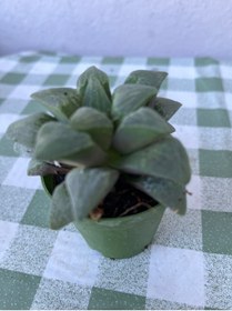 Resim Birtutamrenk Haworthia pygmaea sukulent 5.5 
