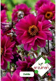Resim Arzuman Dahlia Dahlia Çiçek Tohumu 30 Adet 