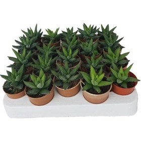 Resim Sukulent Haworthia Pumila x 20 ad 