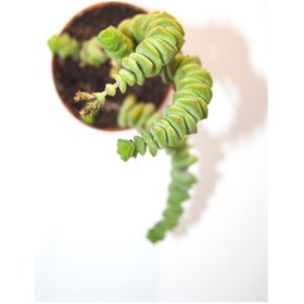Resim Crassulla Perforata Sukulent Tekli 5,5 Cm Saksıda 