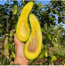 Resim Dev Uzun Avokado Fidanı Long Neck - 2 Yaş Aşılı Sertifikalı - Gurme Çeşit Saksıya Uygun 50-70 Cm 