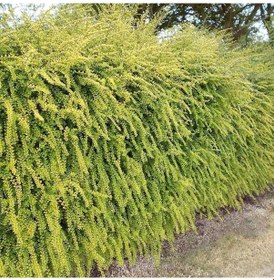 Resim Hanımeli Çit Bitkisi 5 Adet 'lonicera Lemon Beauty' 