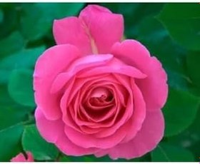 Resim Bulgar Gülü Pembe Çiçeği Fidanı, SRDQ105 